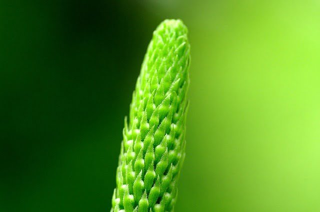 20080412-植物園光影