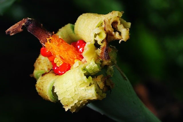 20080531-植物園