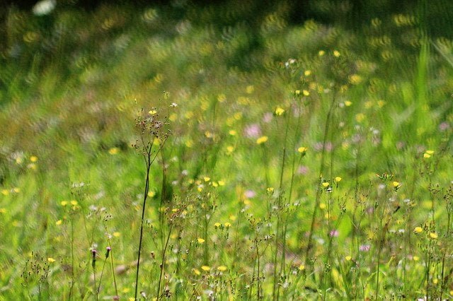 20110409-用花式黑卡在植物園溜冰