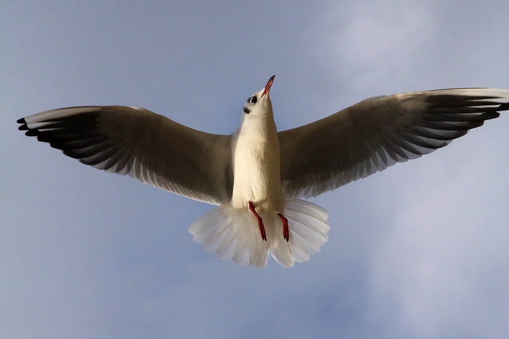 如果海鷗忘記我