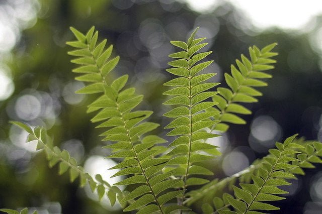 20091121-夢中的植物園