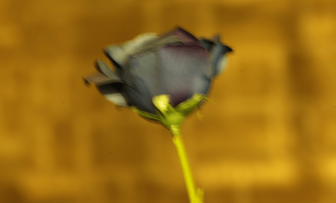 拉焦