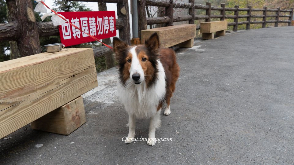 這種狗應該很不容易找