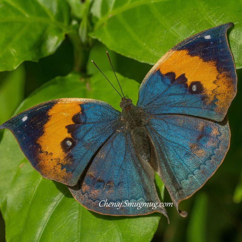 我最愛的一種蝶