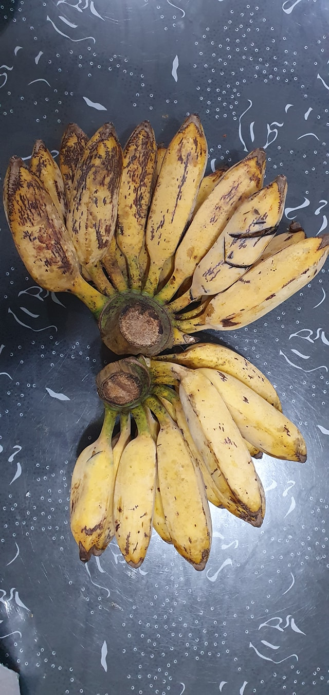 芭蕉都很用力生活