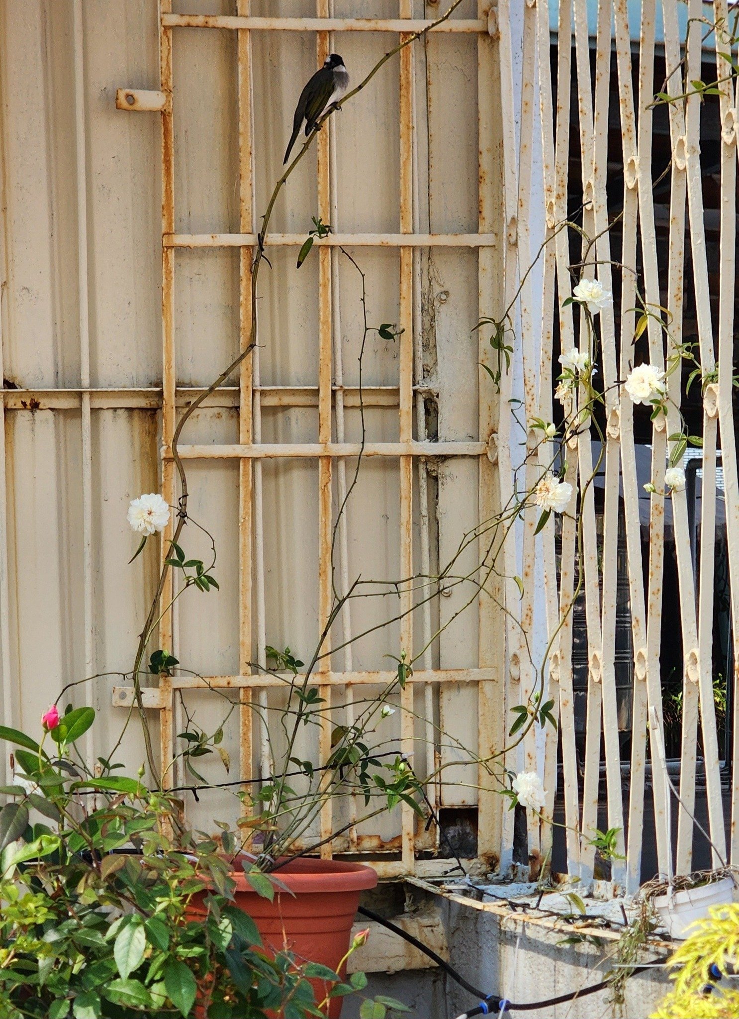花園裡目前六成的不知名植物