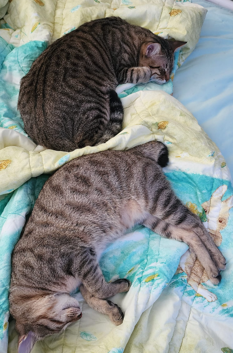 中年人類的日子