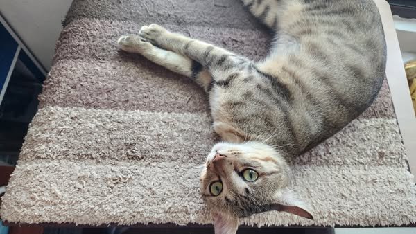 小巴其實很黏人的