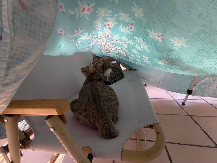 斑斑與小巴的愛情故事