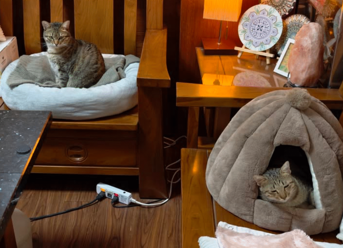 小巴與斑斑，也請努力