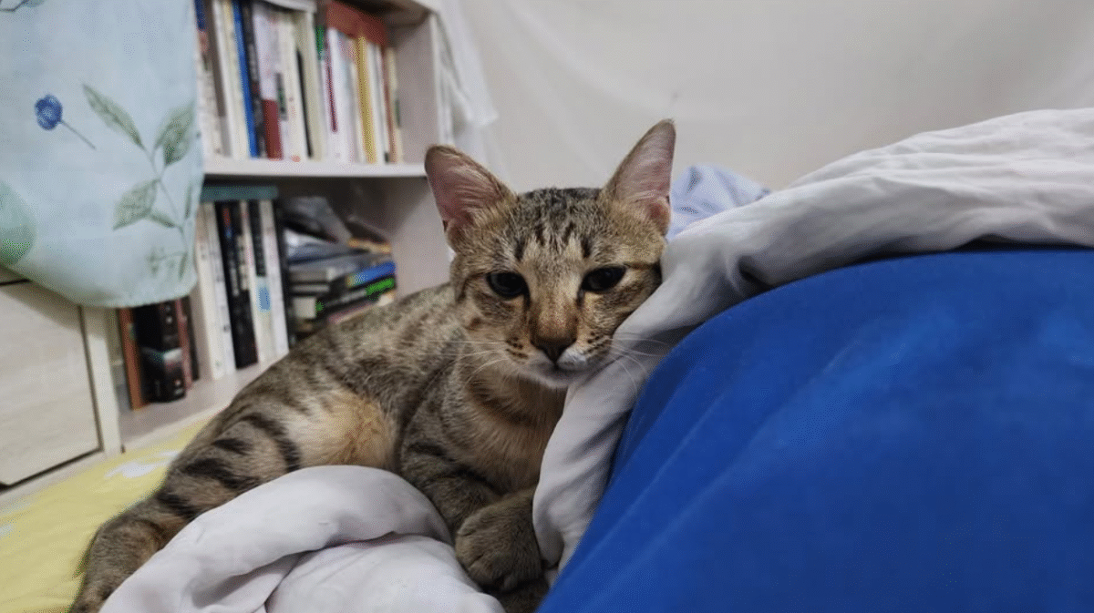 那就用罐罐與肉泥補償